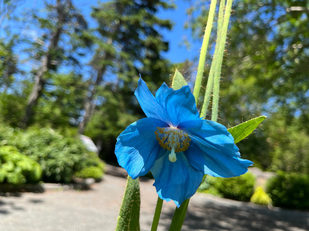 Memorial University Botanical Garden-圣约翰必去景点