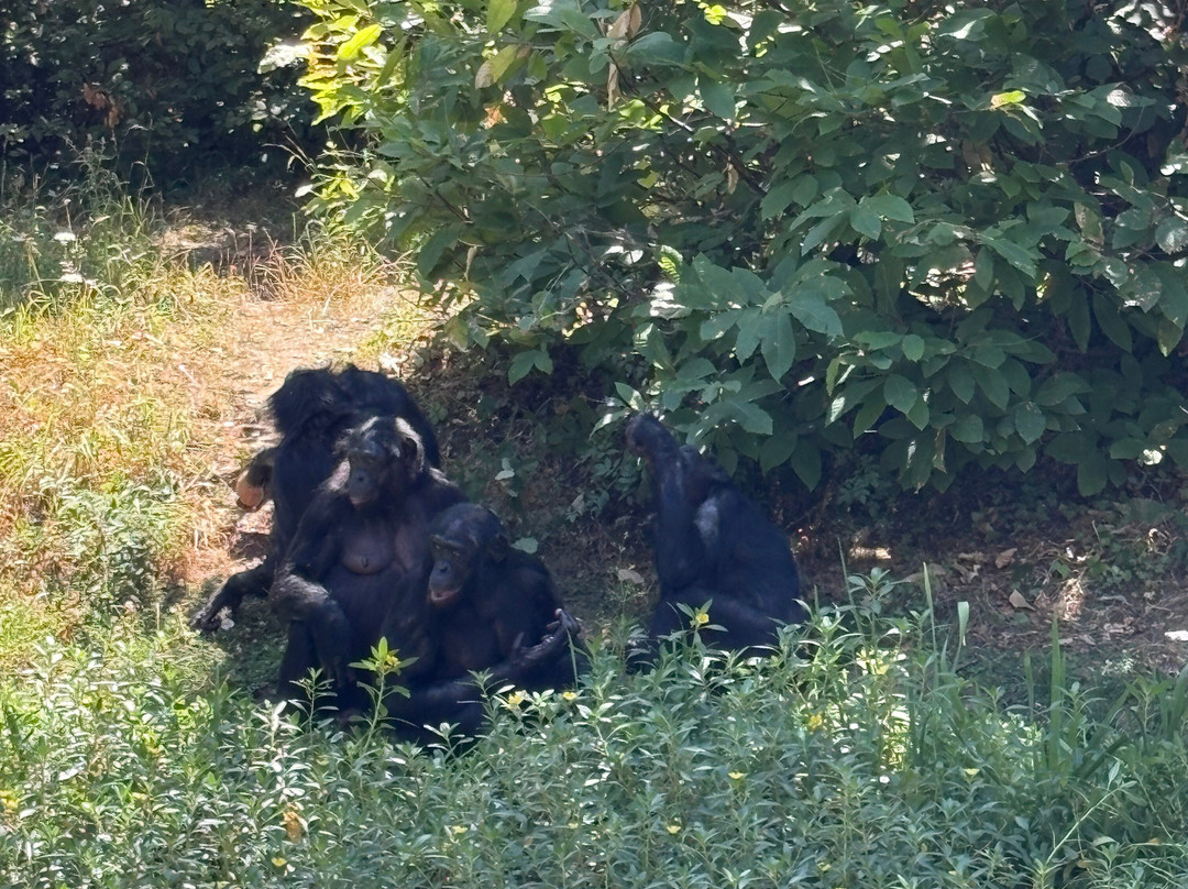 La Vallée des Singes-Romagne必去景点