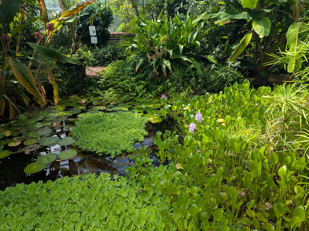 Dundee Botanic Garden-敦提必去景点
