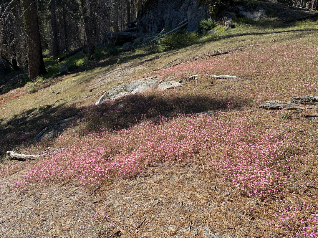 Beetle Rock In Sequoia National Park