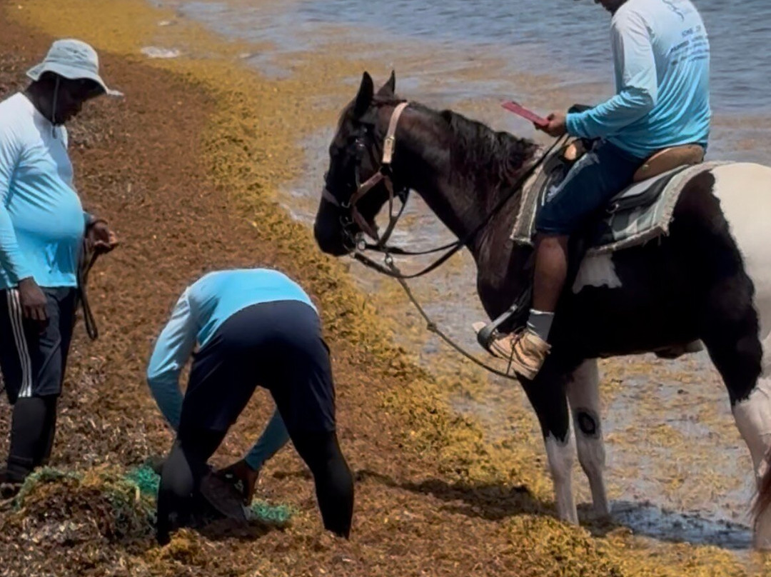 Pampered Ponies, Limited-西湾必去景点