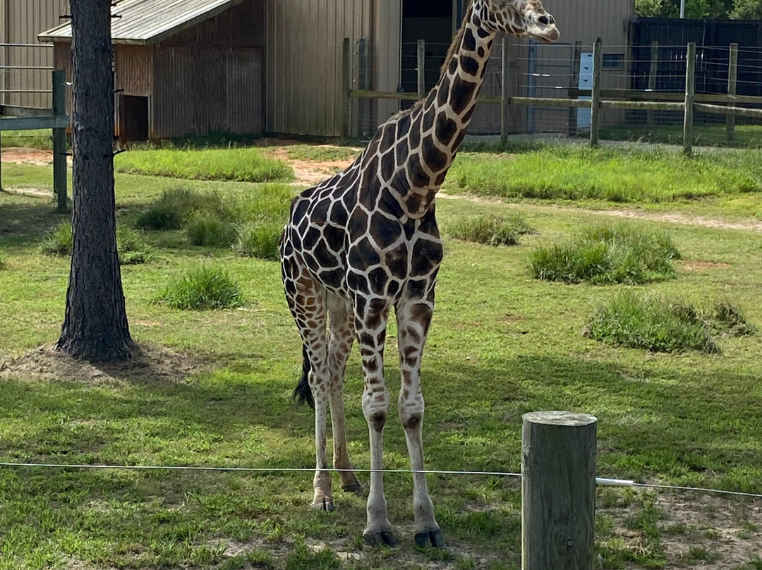 Alabama Gulf Coast Zoo-格尔夫海岸必去景点
