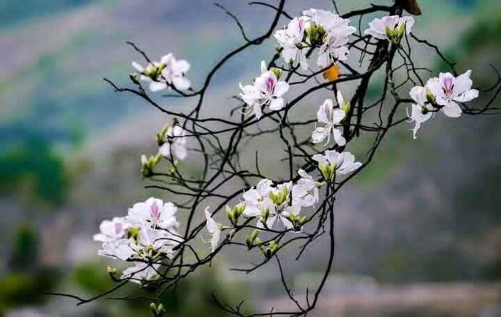 Dien Bien Friendly Trip-Dien Bien Phu必去景点