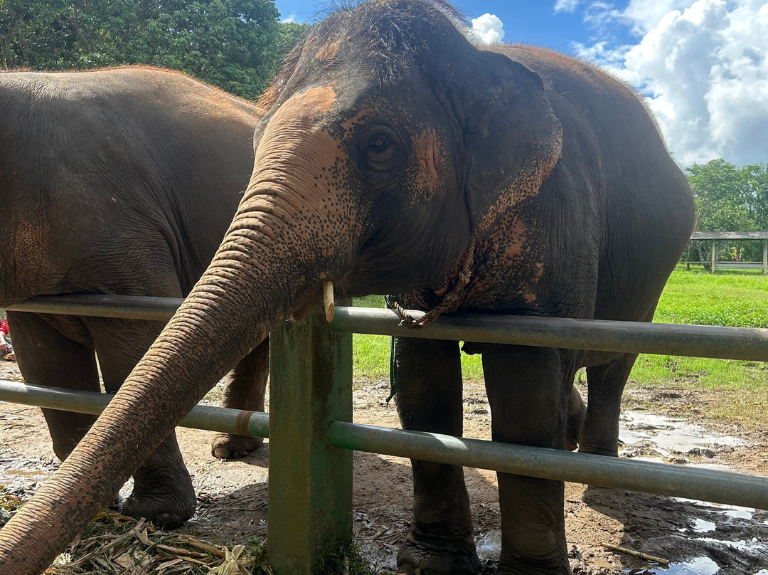 Kanta Elephant Sanctuary-清迈必去景点