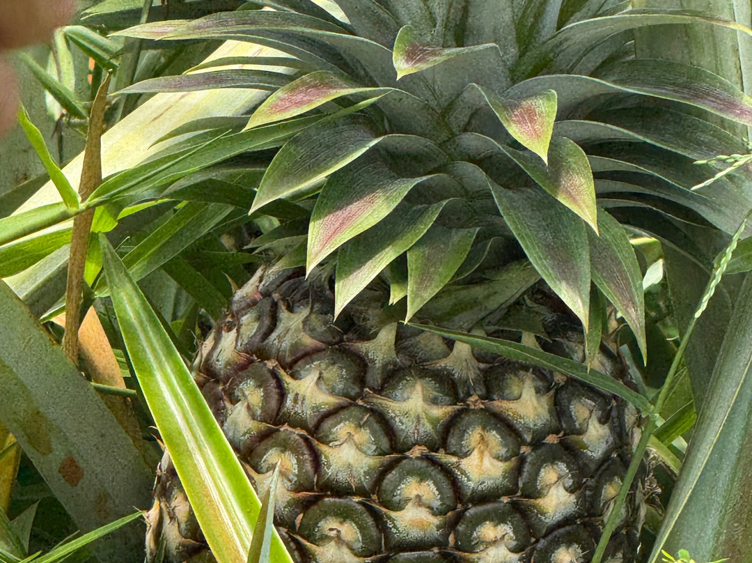 Sugarloaf Pineapple Farm-基拉韦厄必去景点