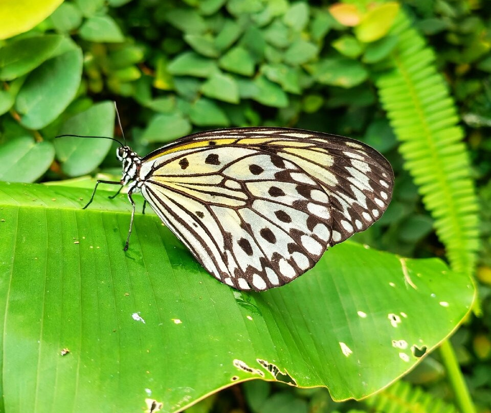 Mariposario del Drago-伊科德洛斯维诺斯必去景点