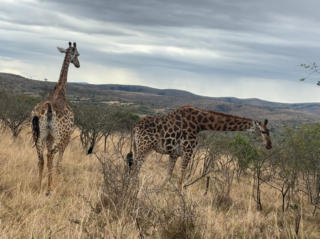 Hluhluwe - iMfolozi Park Wilderness Area-Hluhluwe Game Reserve必去景点