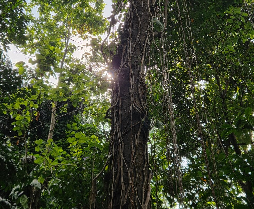 Luckgrove Spice Garden