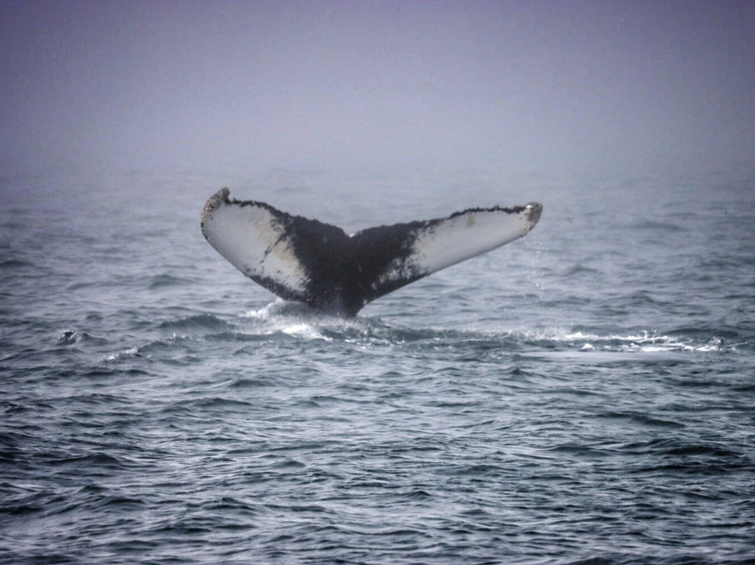 Petit Pasage Whale Watch-East Ferry必去景点