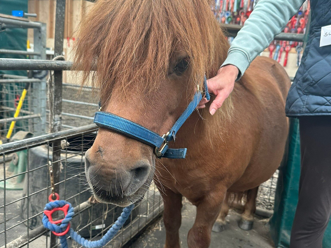 The Shetland Pony Experience-Papil必去景点