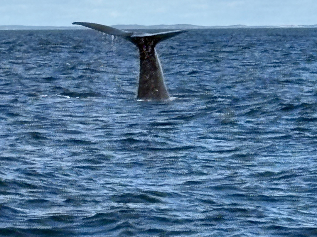 Discovery Sea Adventures-Bonavista必去景点