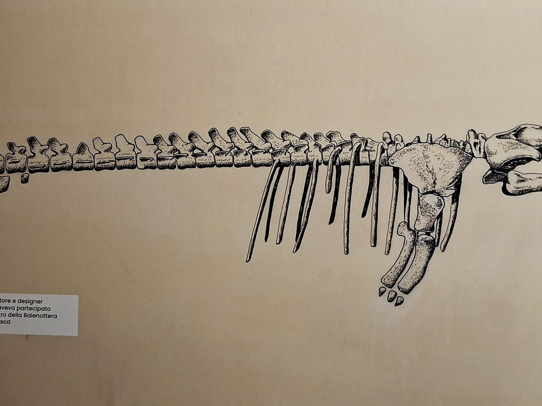 Museo Paleontologico Territoriale dell'Astigiano-阿斯蒂必去景点
