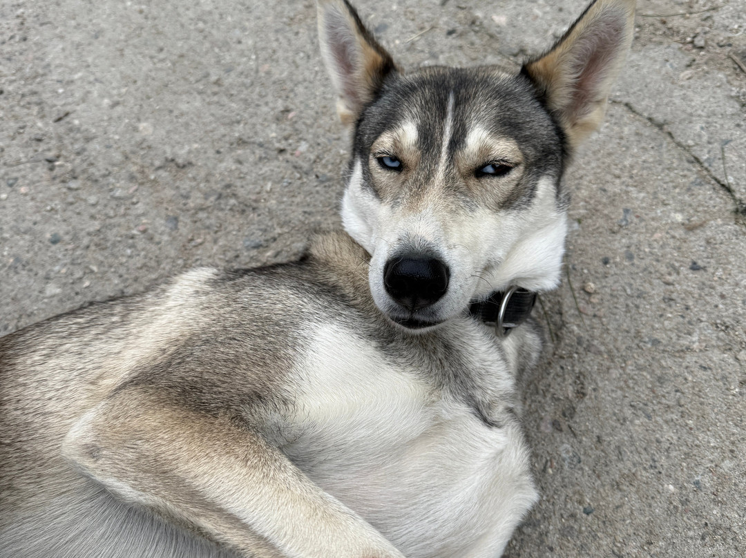 Sirdal Husky Farm-Tonstad必去景点