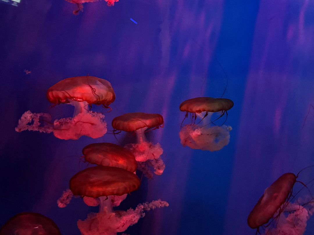 热那亚水族馆-热那亚必去景点