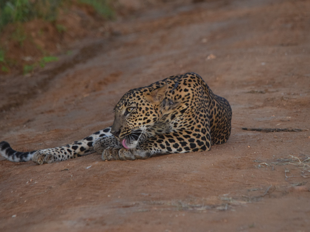 Yala Full Day  Safari with food-基林德必去景点
