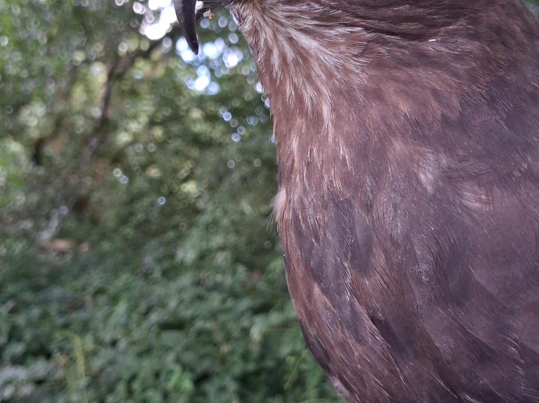 North Devon Hawk Walks-South Molton必去景点