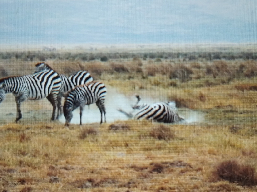 Ngorongoro Crater-恩戈罗恩戈罗保护区必去景点