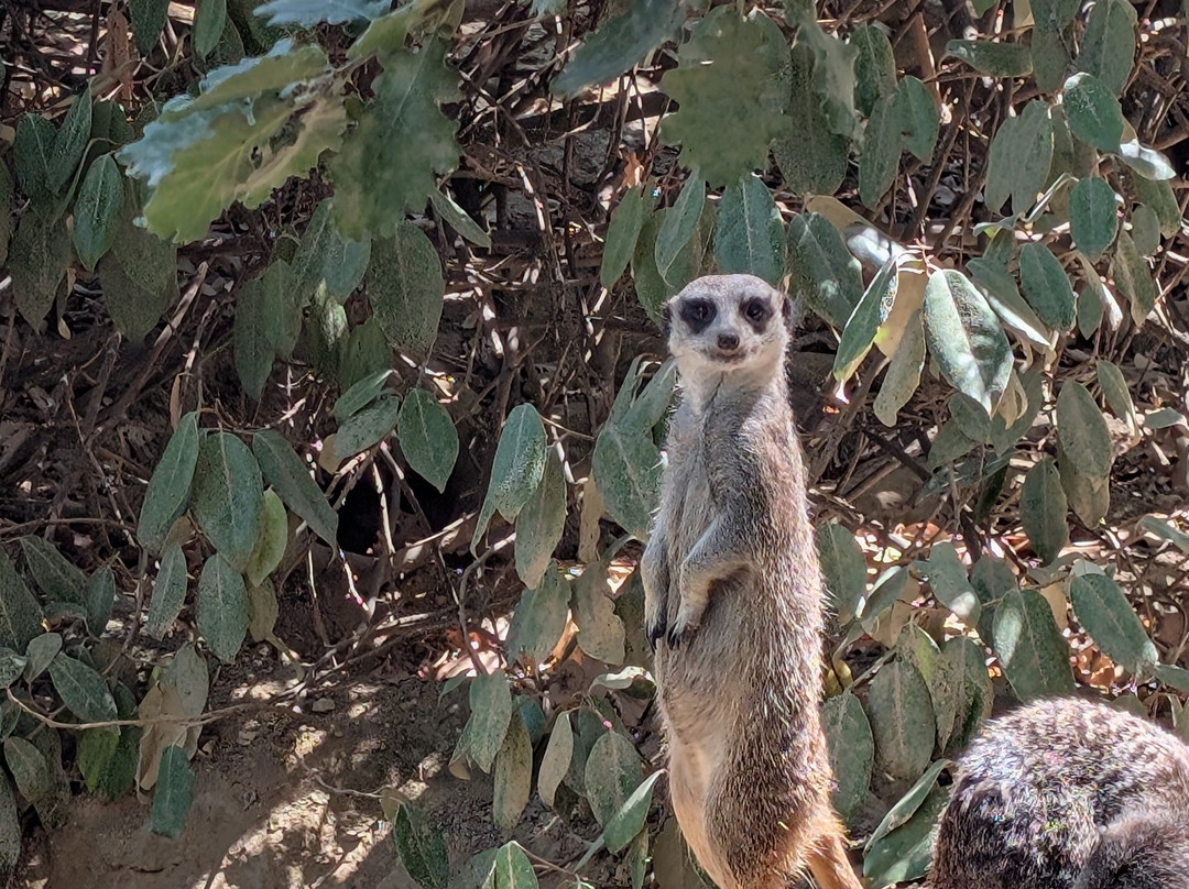 Zoo African Safari-Plaisance-du-Touch必去景点