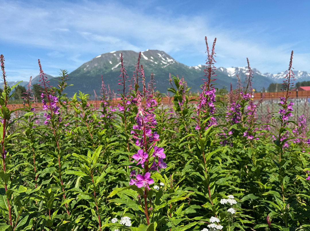 Alaska Wildlife Conservation Center-戈德伍德必去景点