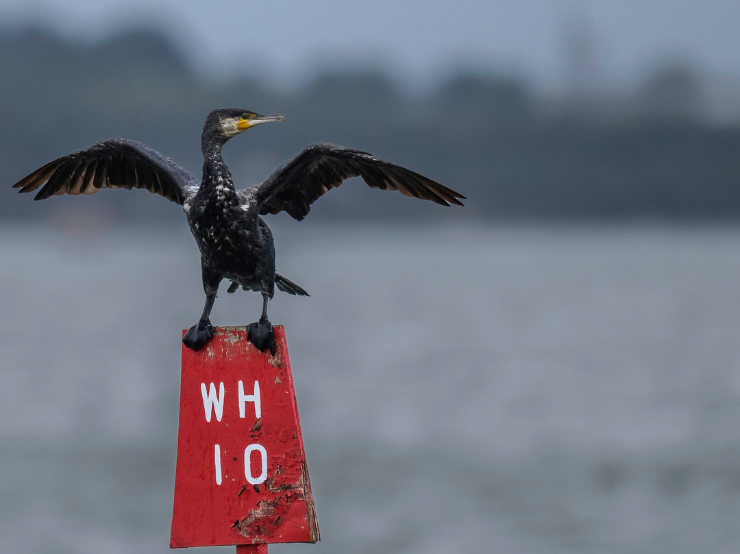 Birds Of Poole Harbour Events-普尔必去景点