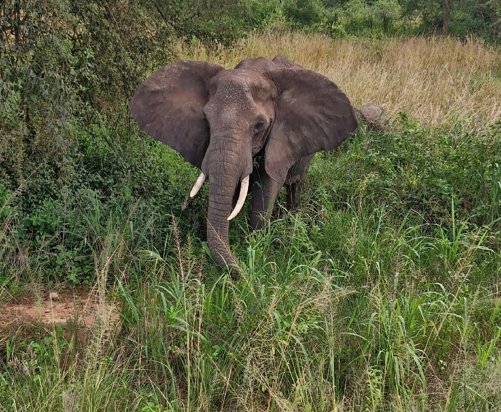 Nkuringo Safaris-布恩迪难以穿越的国家公园必去景点