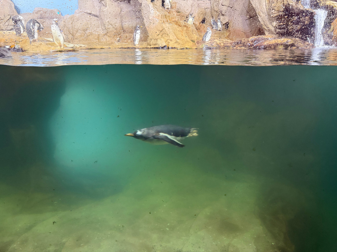 热那亚水族馆-热那亚必去景点