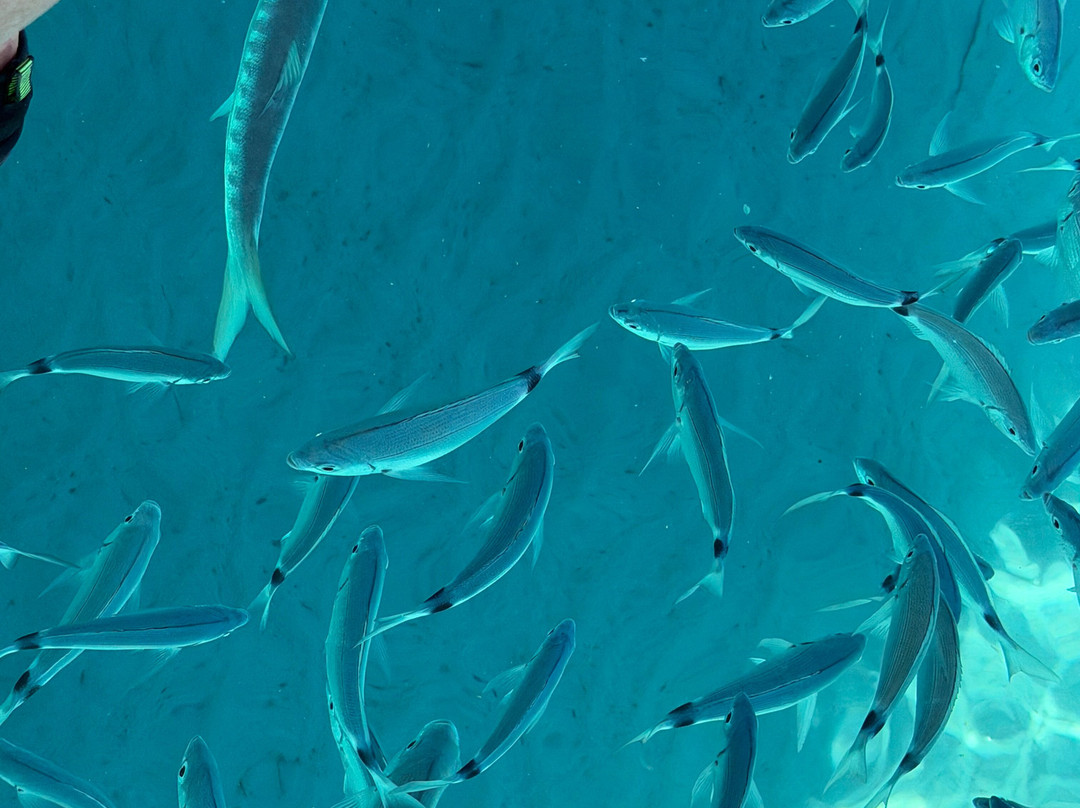 Pescaturismo K2-萨萨里省必去景点