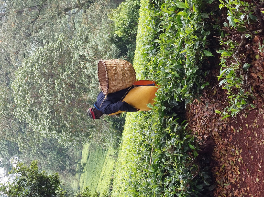 Kiambethu Farm-黎木鲁必去景点