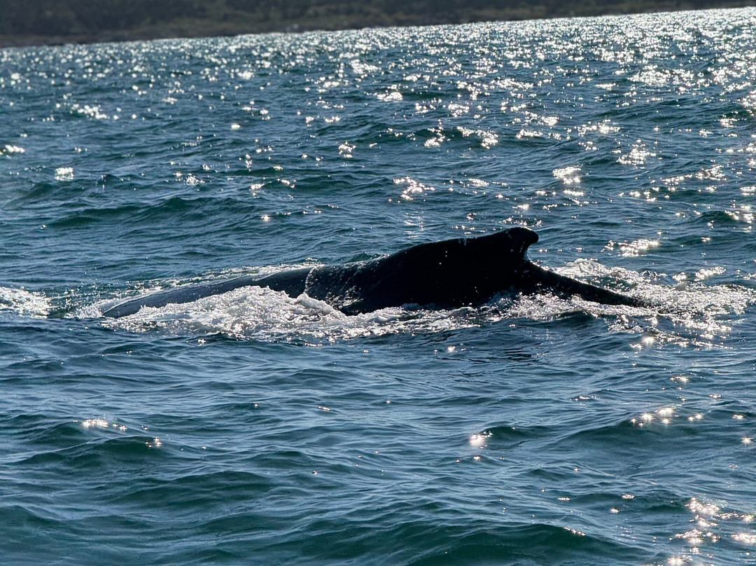 Adventure Bay Whale Watch Co.-Tiverton必去景点