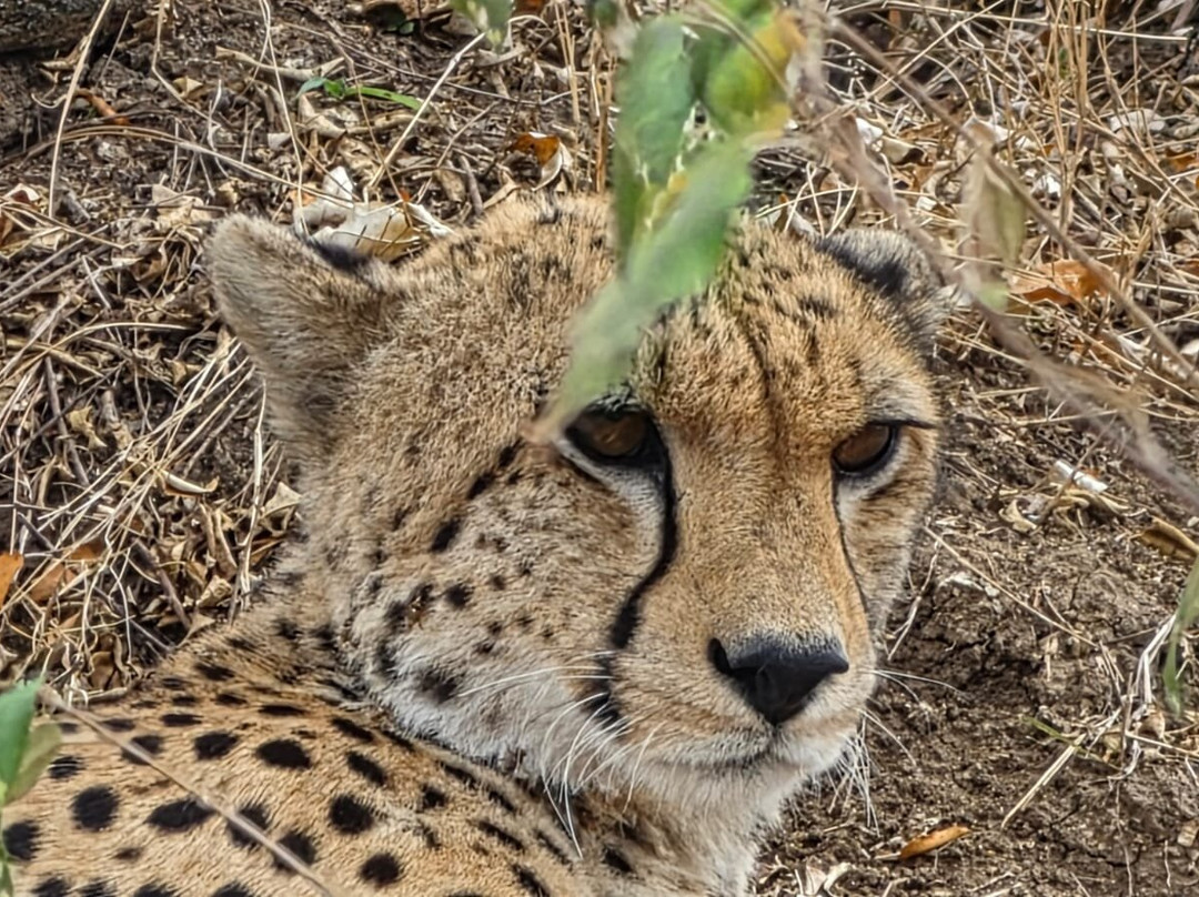 Mahlatini Luxury Travel-Rondebosch必去景点