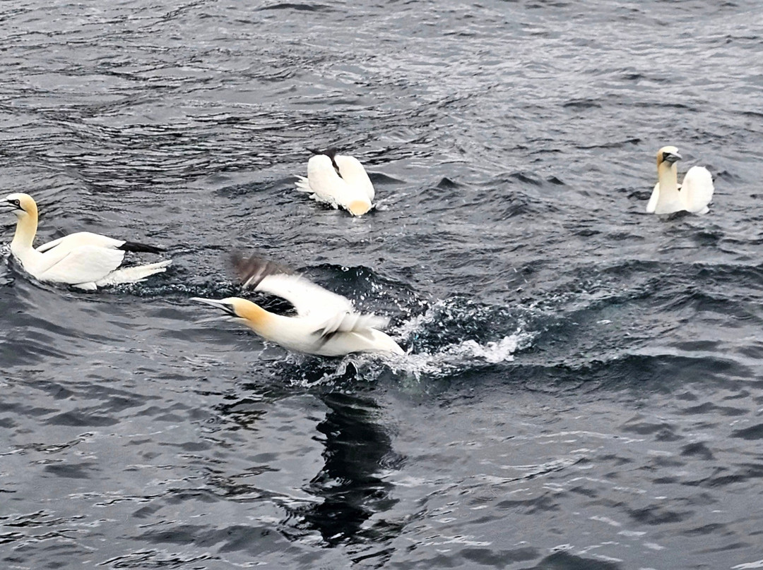 Seabirds and Seals - The Original Noss Boat Tours-Lerwick必去景点