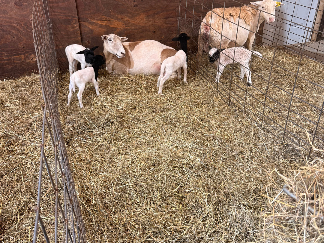 Cress Creeks Farm And Corn Maze-Ellijay必去景点