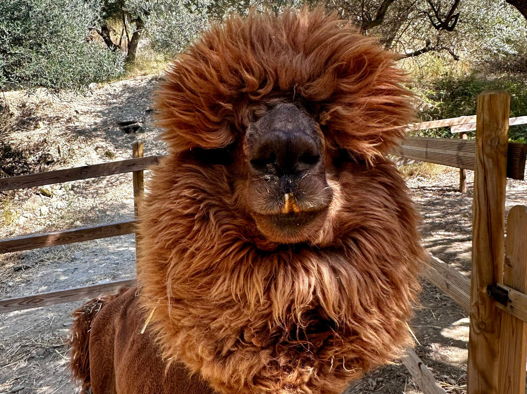 Basilicata Alpaca-Acerenza必去景点