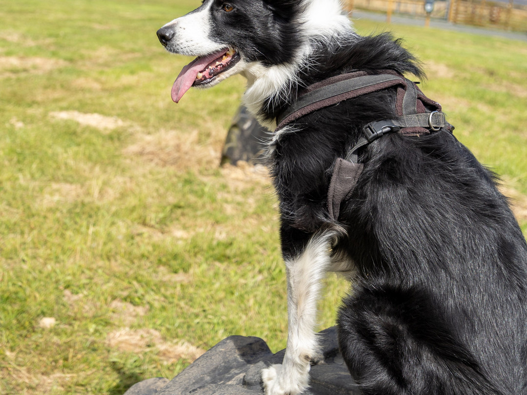 Beacon Hill Dog Meadow-莫佩思必去景点