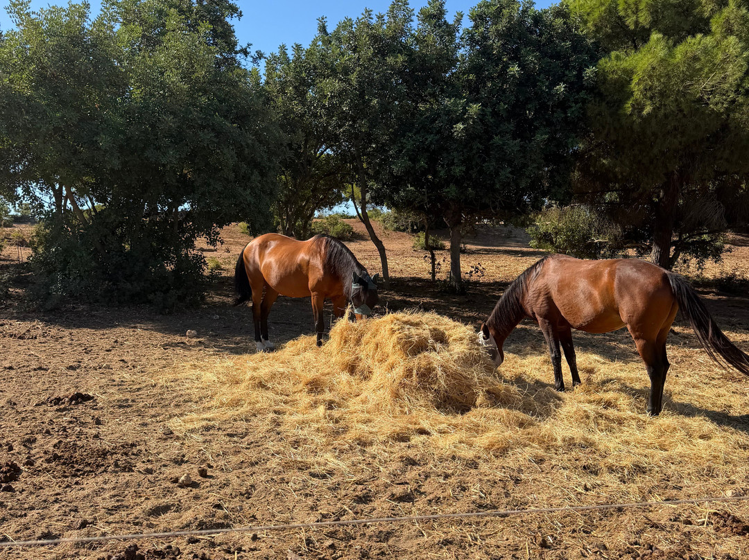 Solid Rocks Algarve Horse Trail Adventures-Porches必去景点