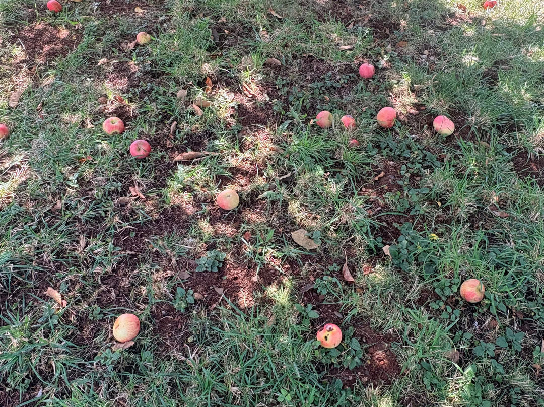Rainbow Orchards-Camino必去景点