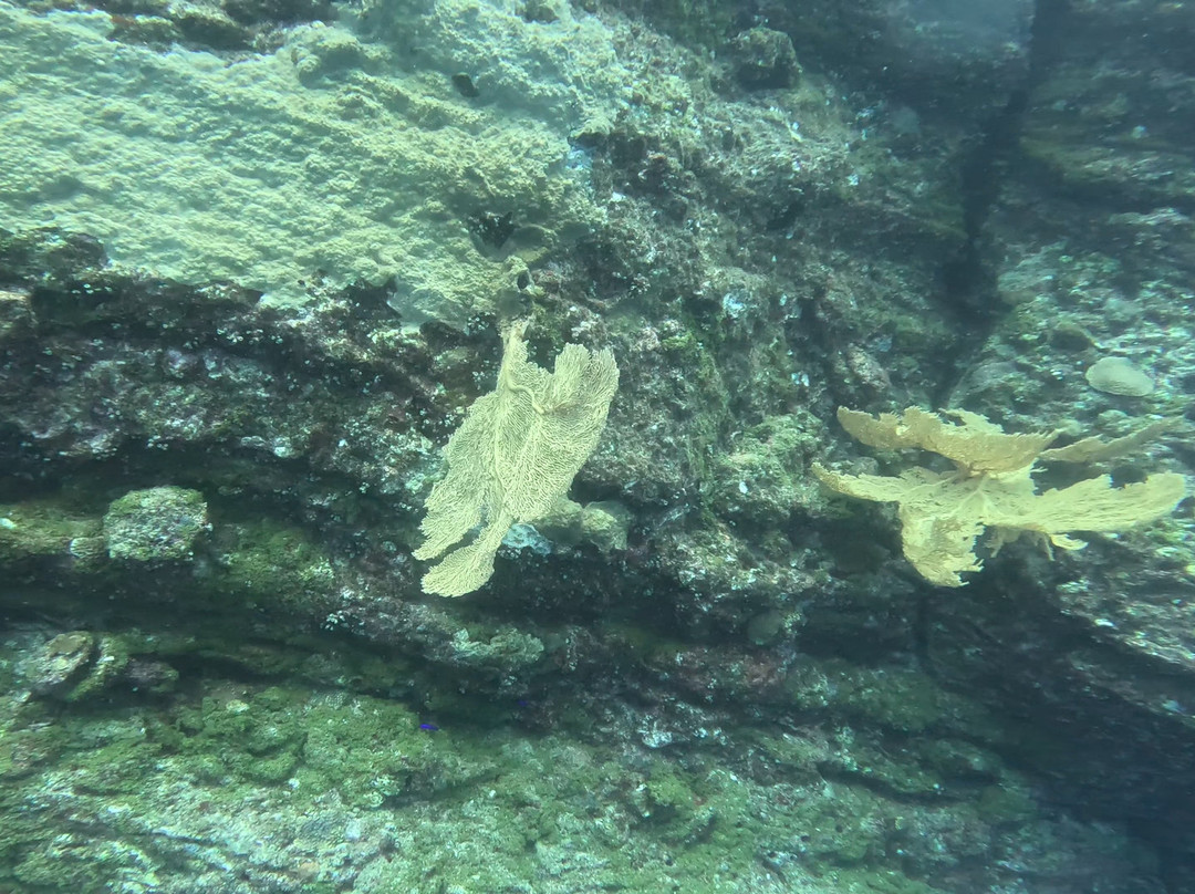 Just Diving-Bain Boeuf必去景点