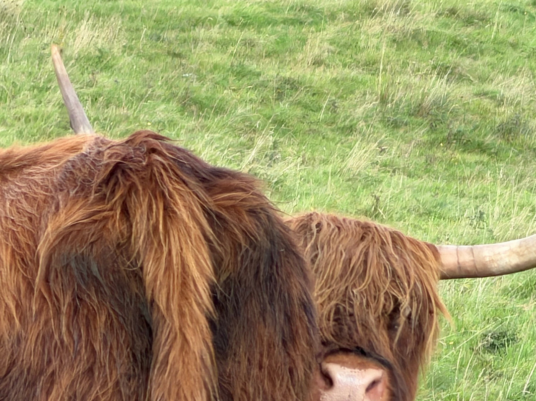 Nether Glenny Farm - Coos and Views-斯特灵必去景点