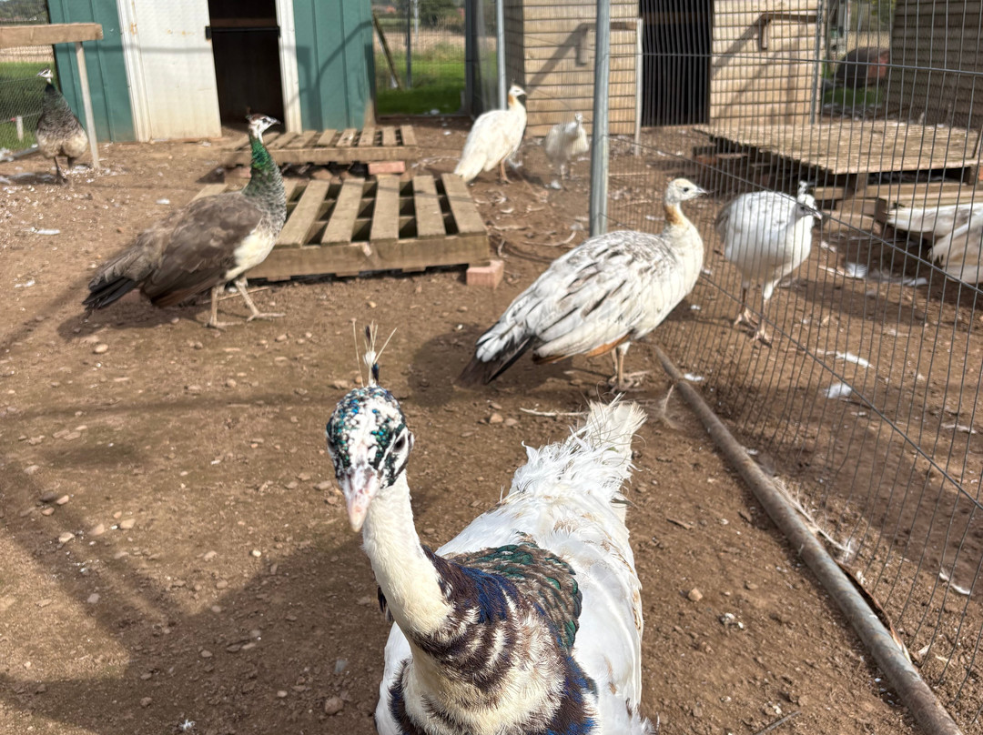 Peacocks Uk-Kempsey必去景点