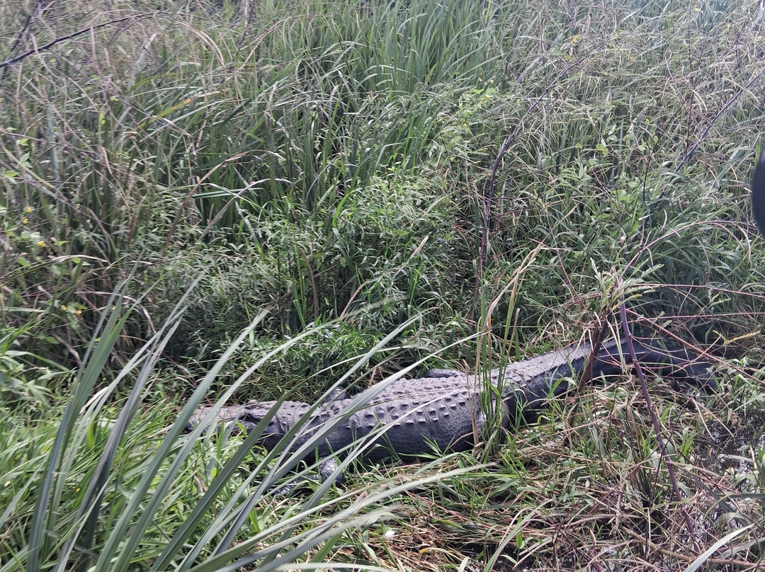 Ragin Cajun Airboat Tours-新奥尔良必去景点