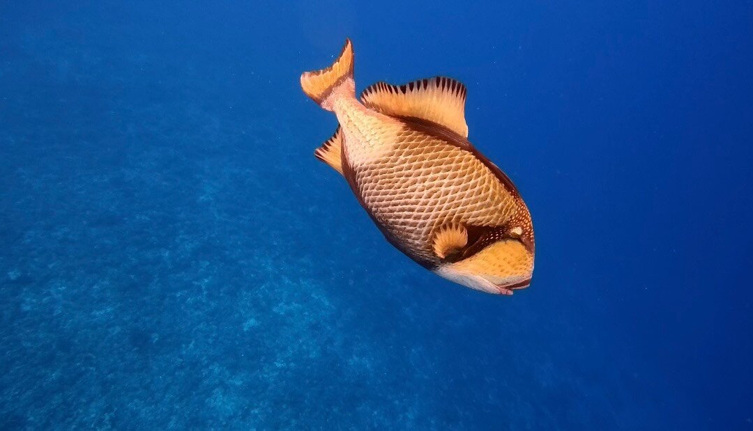 Mahana Dive-Fare必去景点