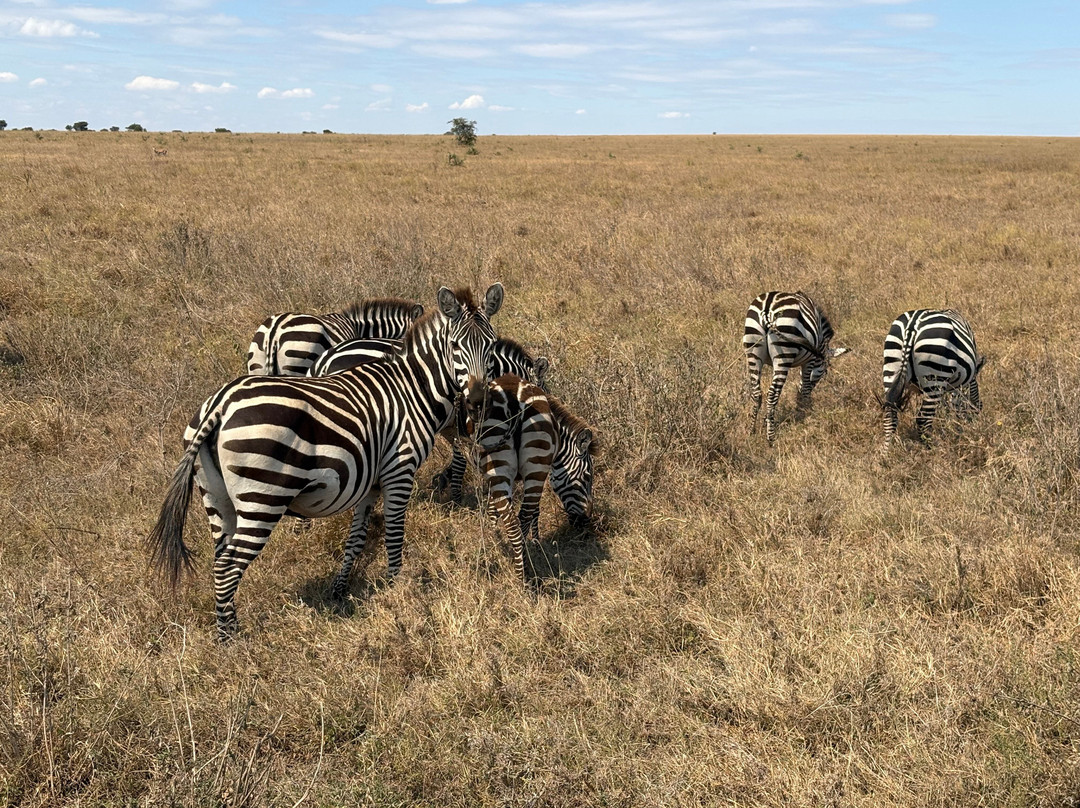 African Scenic Safaris-莫西必去景点