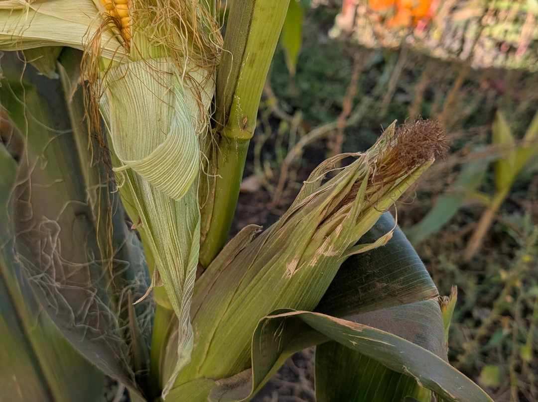 Arata Pumkin Farm-半月湾必去景点