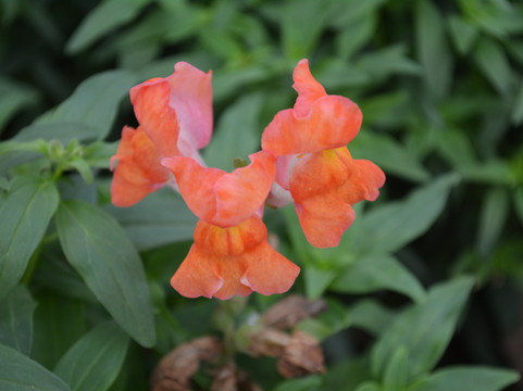 南宁农院小街-南宁市必去景点