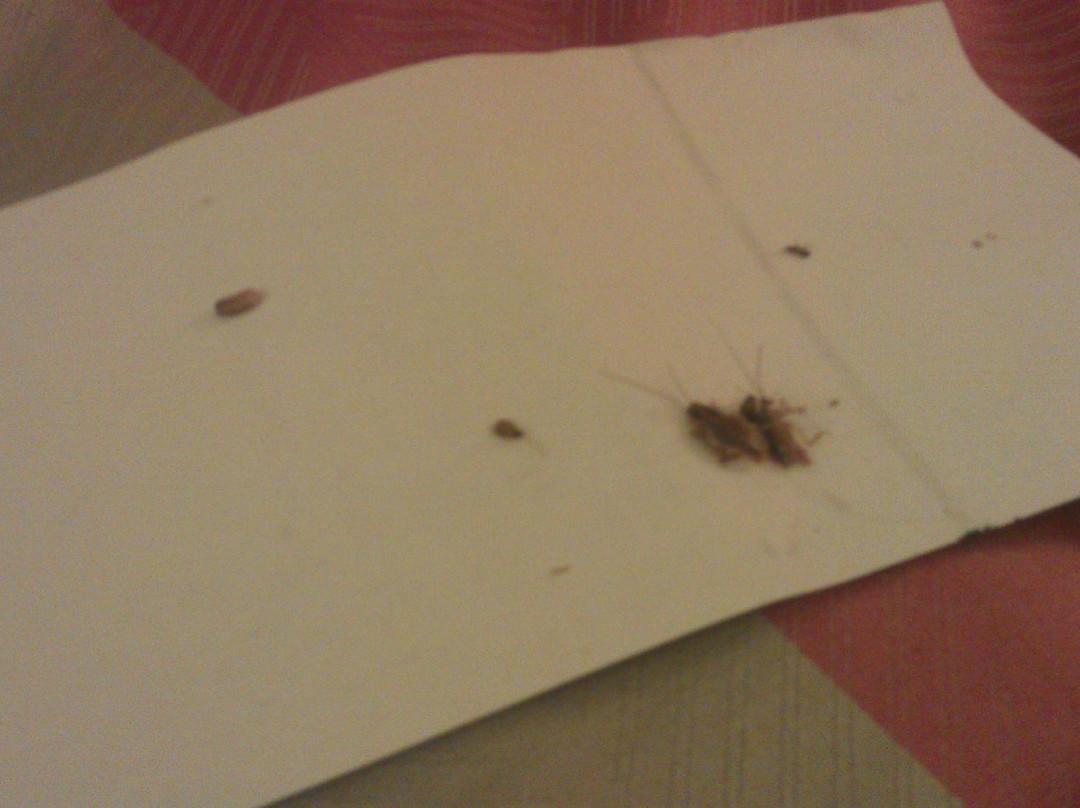 Motel 6 Houston North - Spring