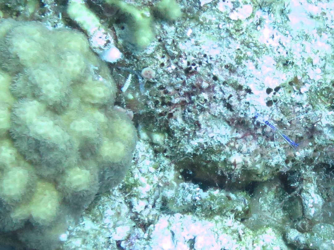 Grand Turk旅游景点-Library Reef