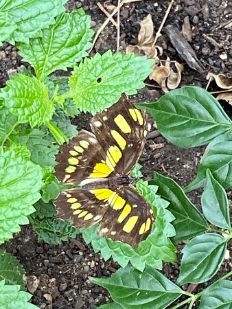 Butterfly House & Aquarium景点图片