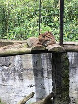 Zoologico de San Martin景点图片