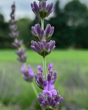 Hillcrest Lavender Farm,LLC-Sherburne必去景点