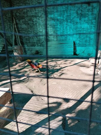 Eco Park Zoograd景点图片